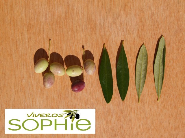 Variedad de olivo CHEMLAL  DE  KABYLIE